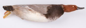 Media type: image;   Ornithology 251734